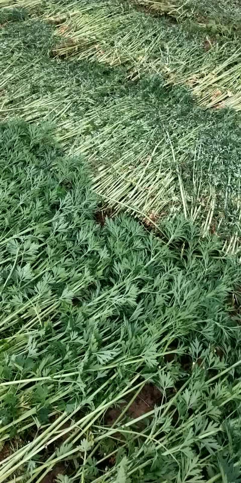 益母草19年新货
