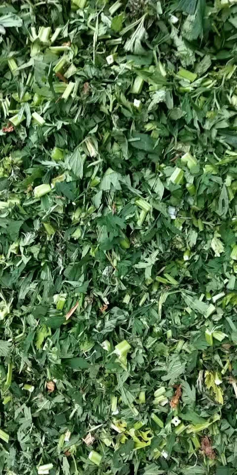 益母草19年新货