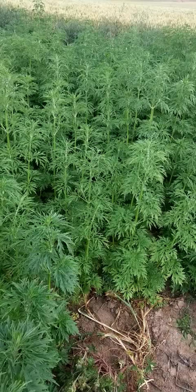 益母草19年新货
