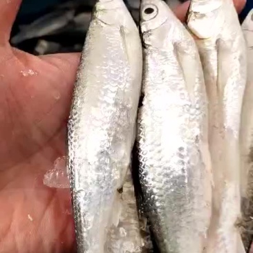 餐条鱼蓝刀鱼，白条鱼，