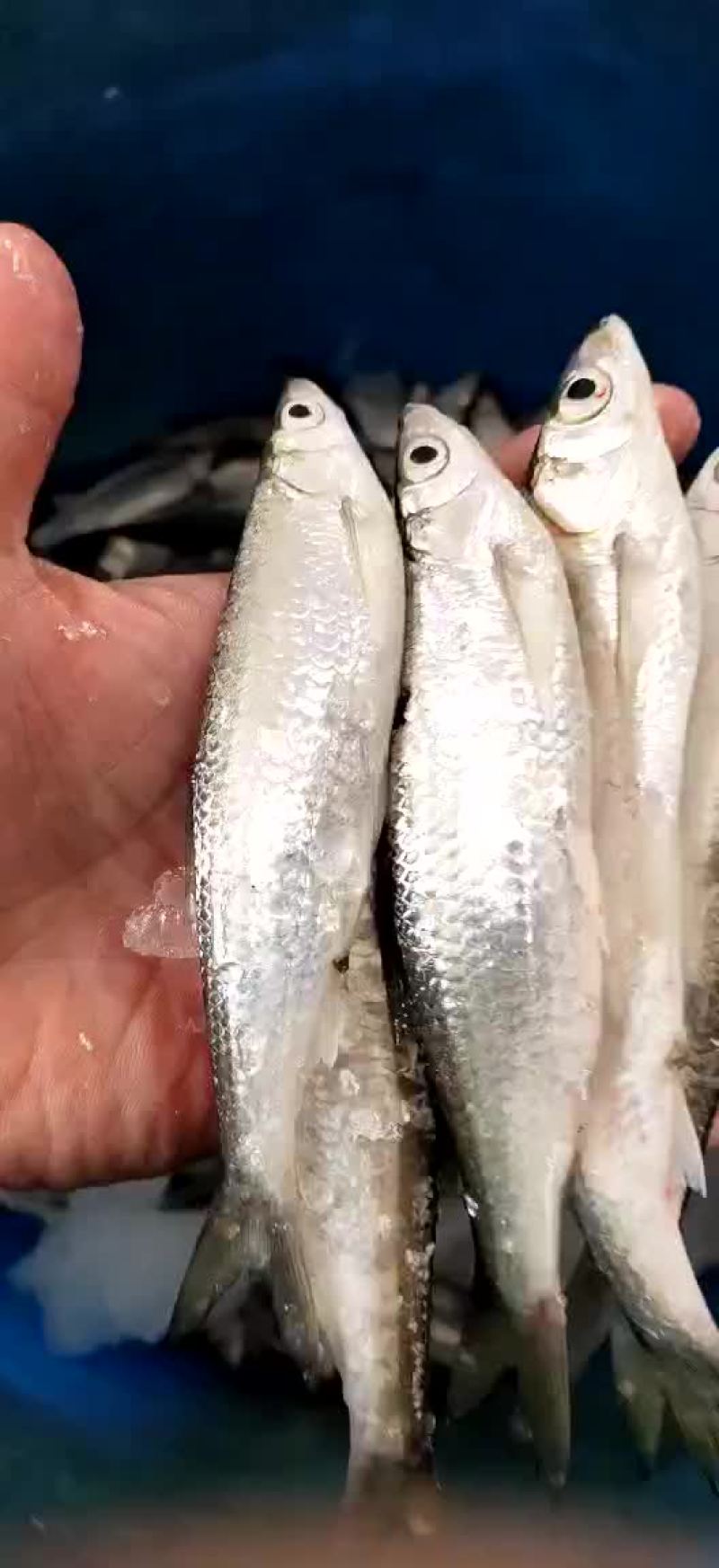 餐条鱼蓝刀鱼，白条鱼，