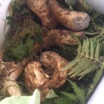 2019鲜松茸