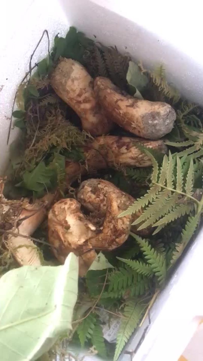 2019鲜松茸