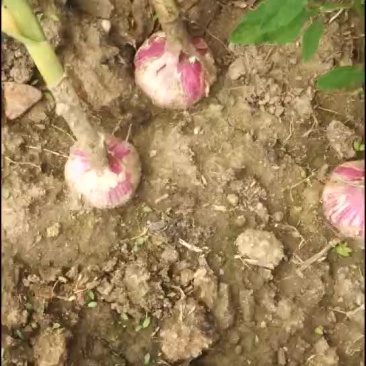 兖州紫皮大蒜5-8规格6亩大田地欢迎大蒜老板来订购，可以