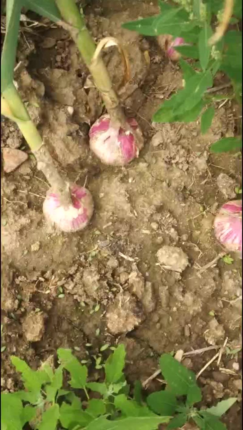 兖州紫皮大蒜5-8规格6亩大田地欢迎大蒜老板来订购，可以