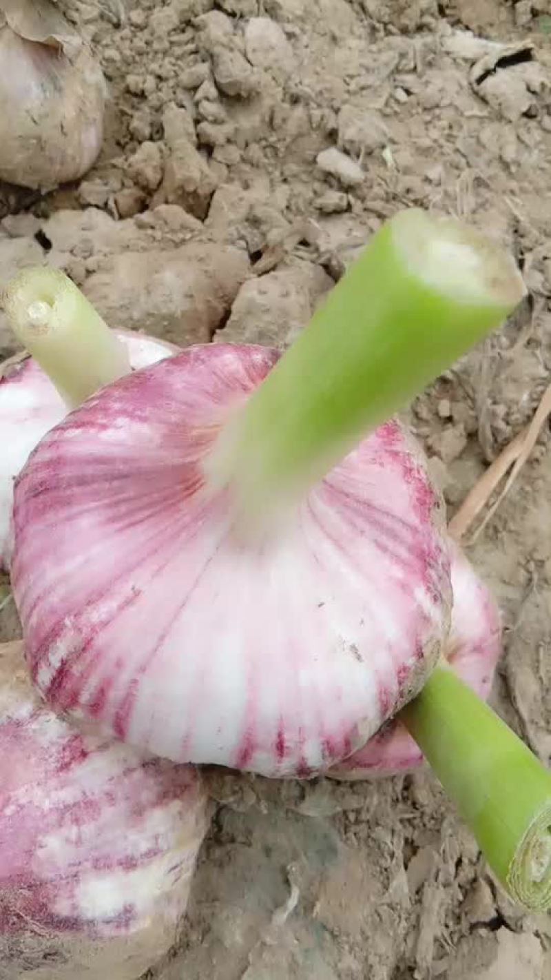 红皮大蒜