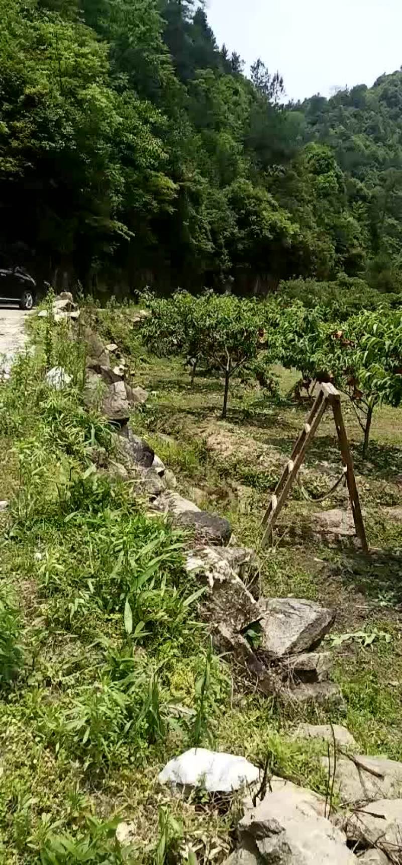炎陵黄桃