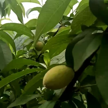 炎陵黄桃