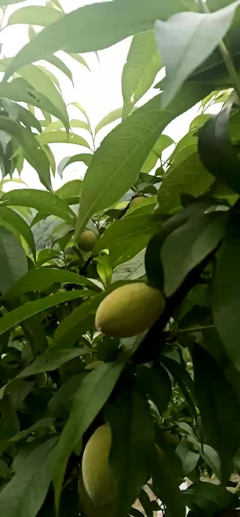 炎陵黄桃