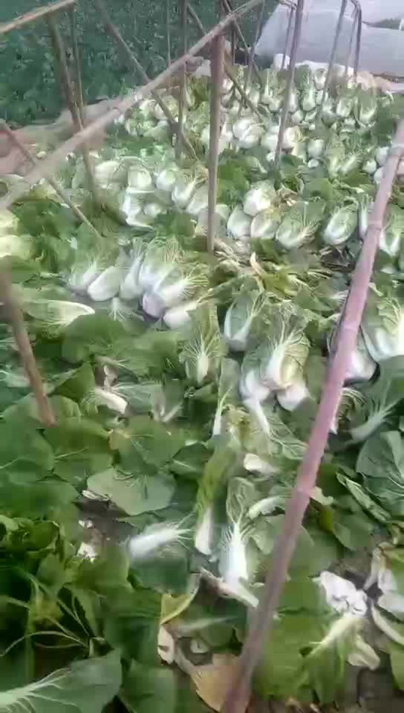 河北省邯郸市丛台区联帮蔬菜批发市场大量供应夏阳白菜
