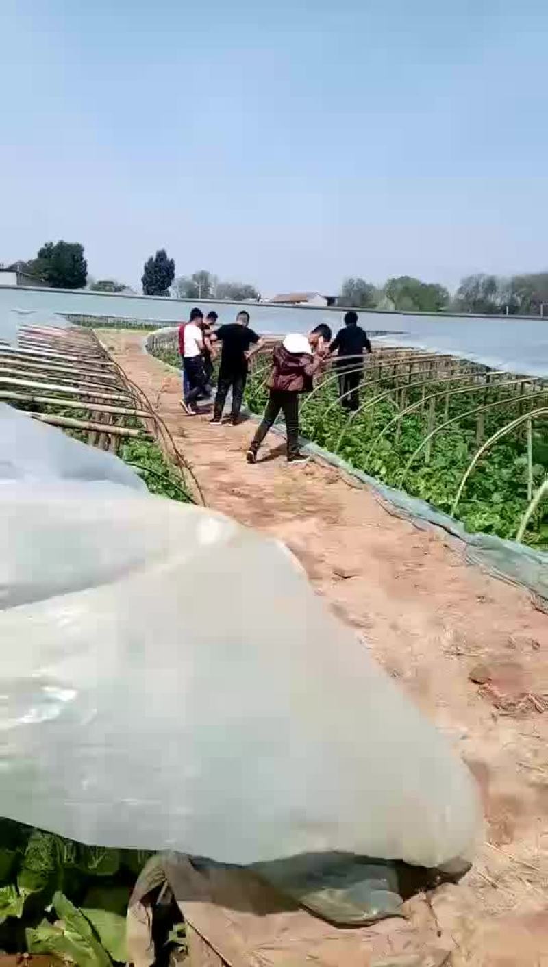 河北省邯郸市丛台区联帮蔬菜批发市场大量供应夏阳白菜