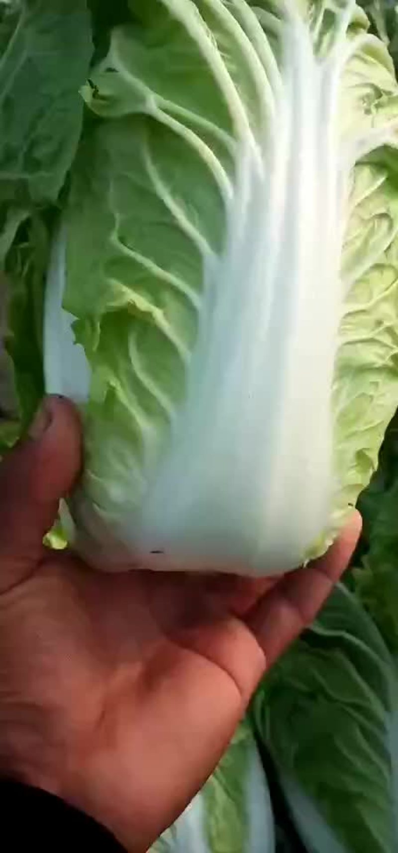 河北省邯郸市丛台区联帮蔬菜批发市场大量供应夏阳白菜