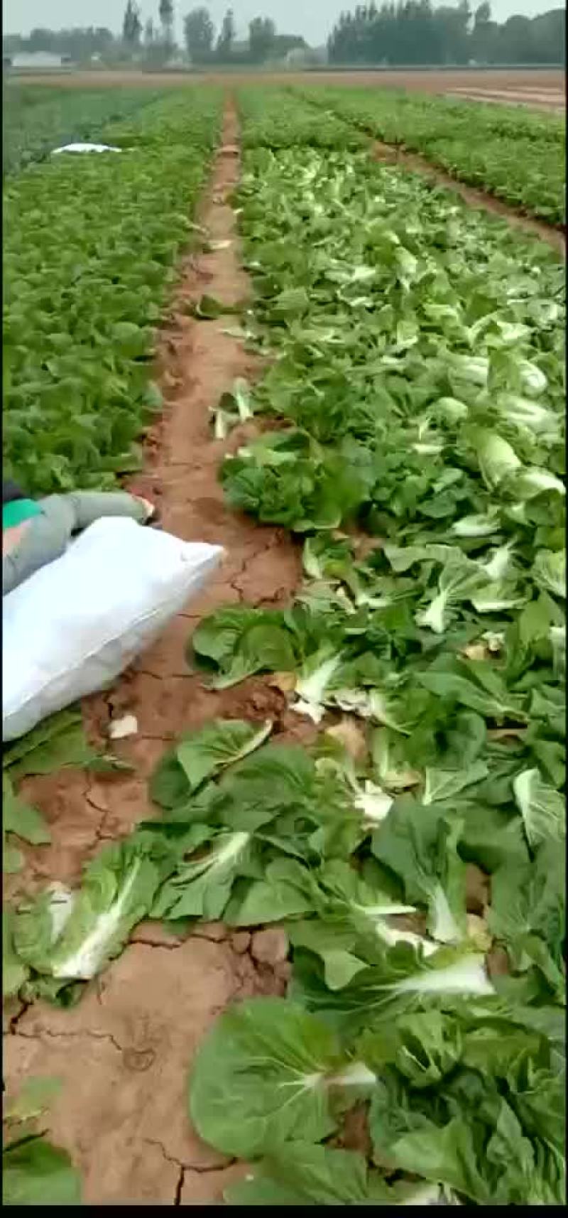 河北省邯郸市丛台区联帮蔬菜批发市场大量供应夏阳白菜