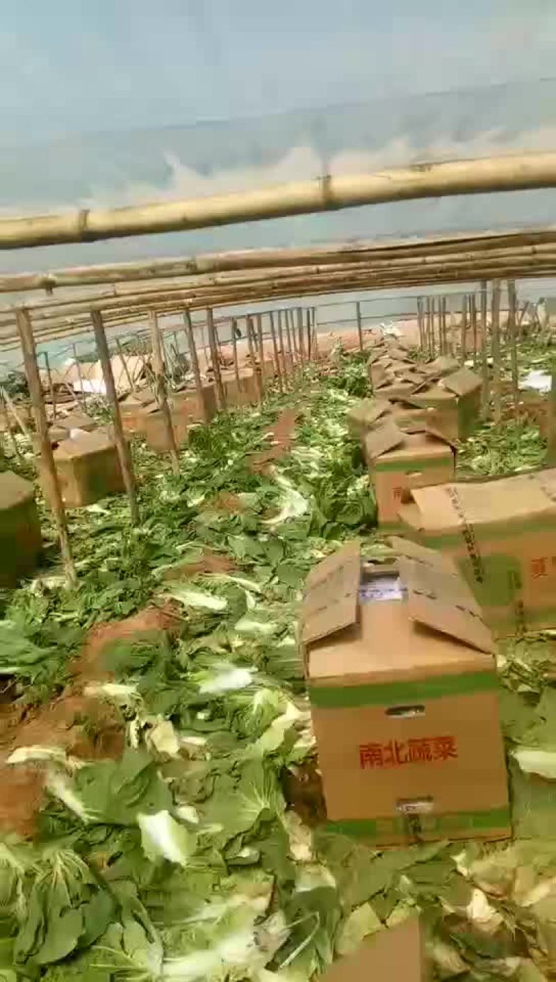 河北省邯郸市丛台区联帮蔬菜批发市场大量供应夏阳白菜