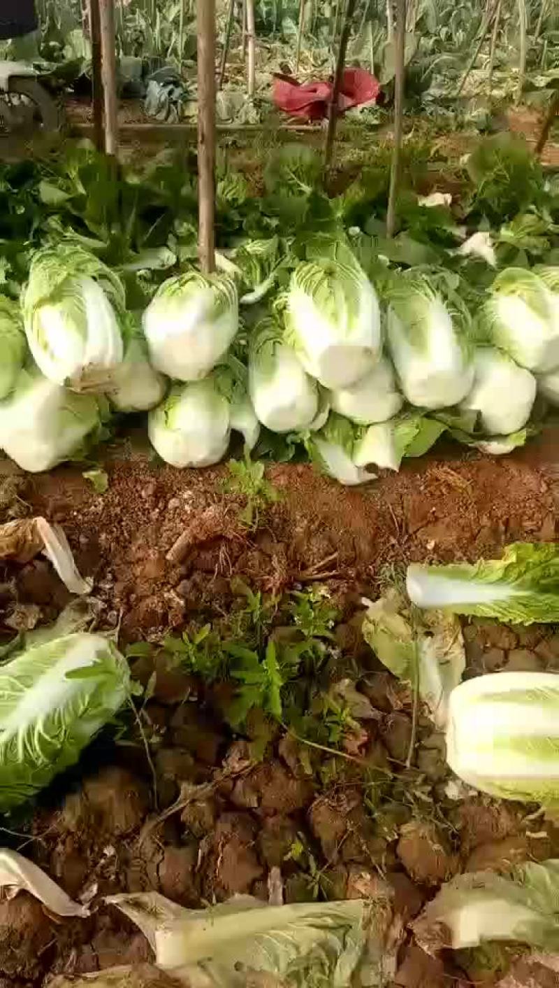 河北省邯郸市丛台区联帮蔬菜批发市场大量供应夏阳白菜