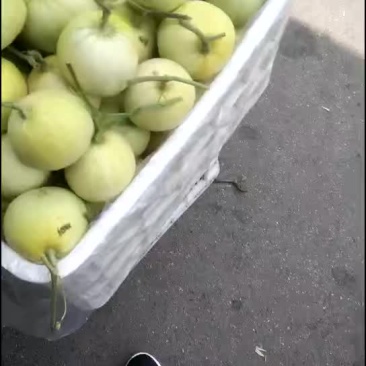 四两以上甜瓜大量上市