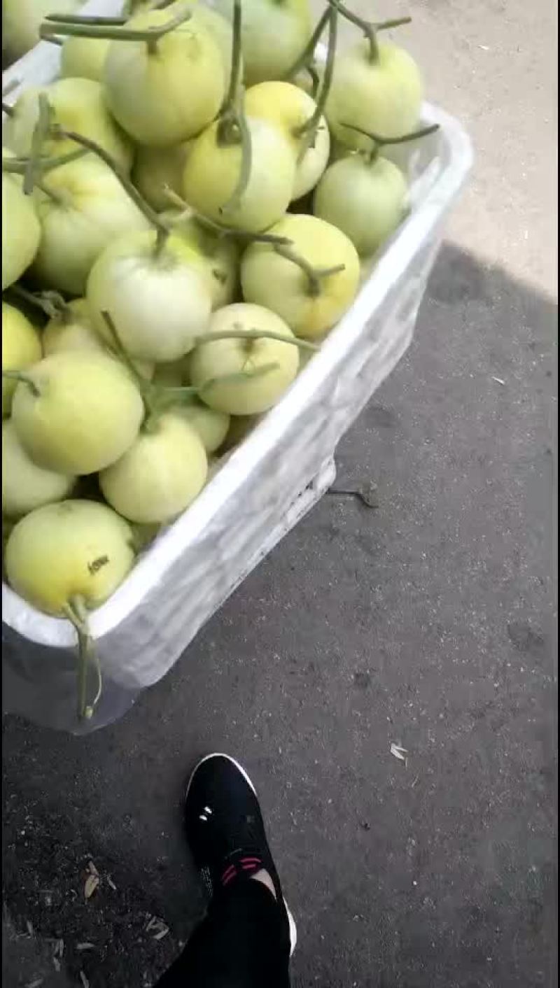 四两以上甜瓜大量上市