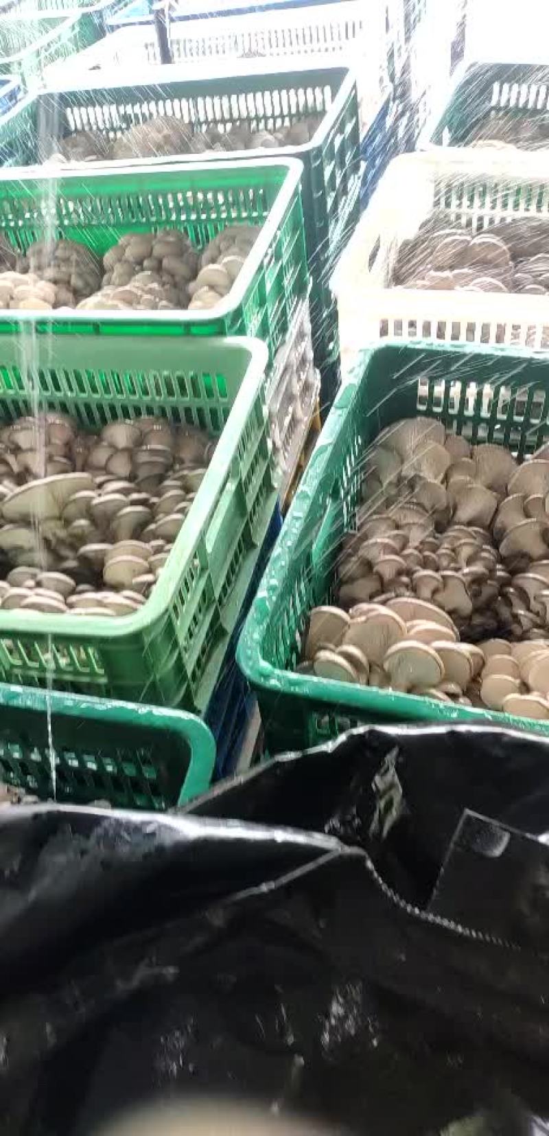 精品头茬黑平菇上市啦！
