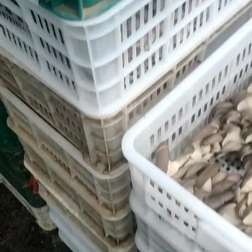 精品头茬黑平菇上市啦！