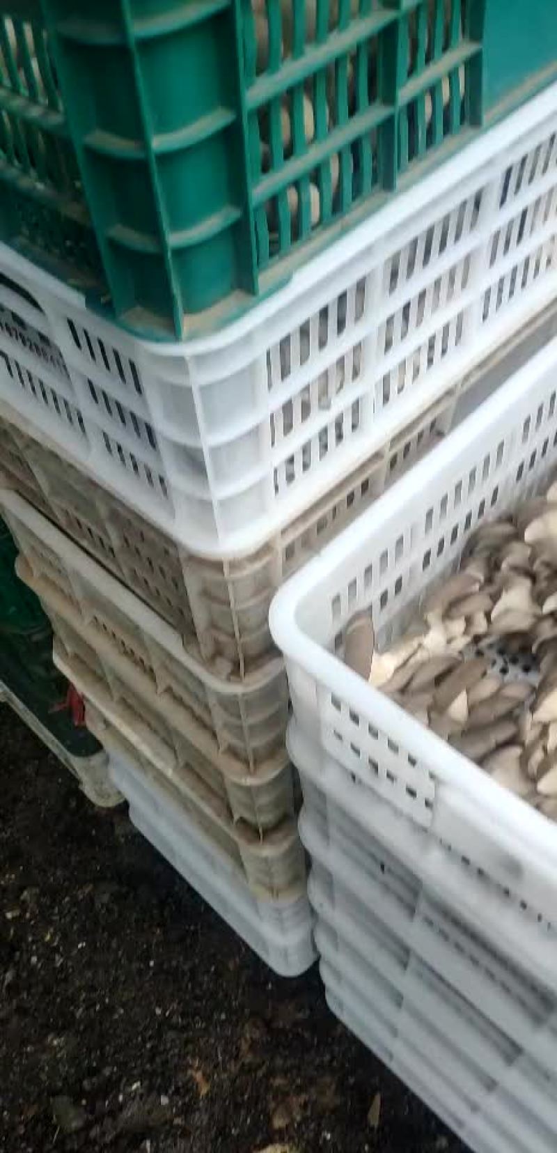 精品头茬黑平菇上市啦！