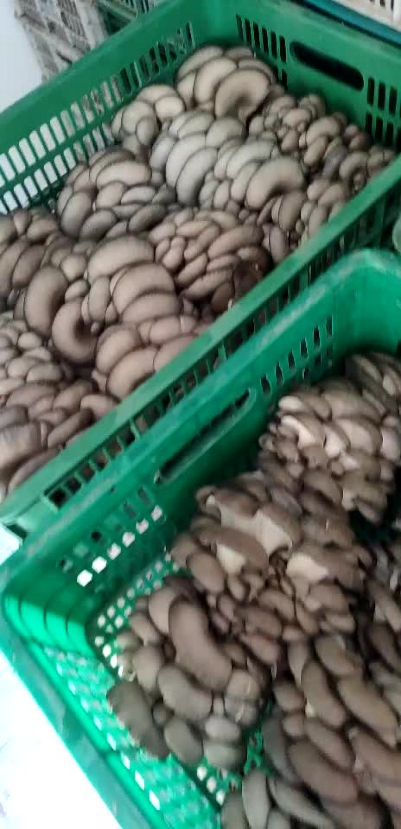 精品头茬黑平菇上市啦！