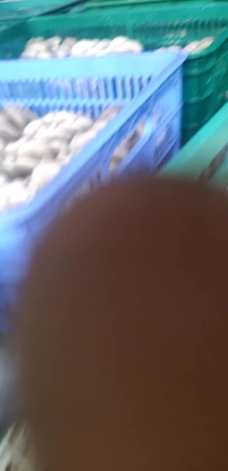 精品头茬黑平菇上市啦！