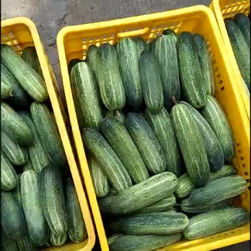 水果黄瓜