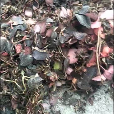 纯野生金线莲