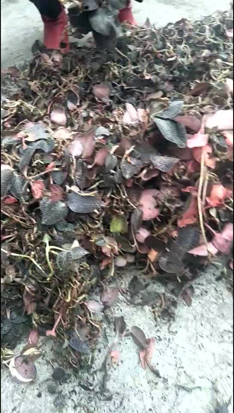 纯野生金线莲