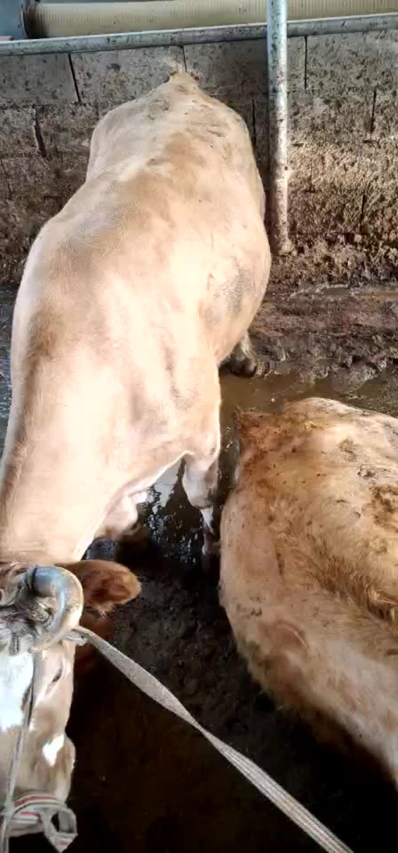 大量出售肉牛育肥母牛小口母牛黑花公牛