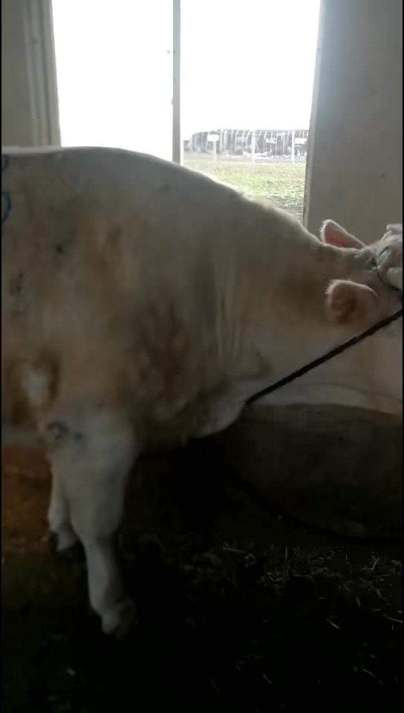 大量出售肉牛育肥母牛小口母牛黑花公牛