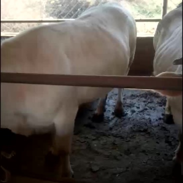 大量出售肉牛育肥母牛小口母牛黑花公牛