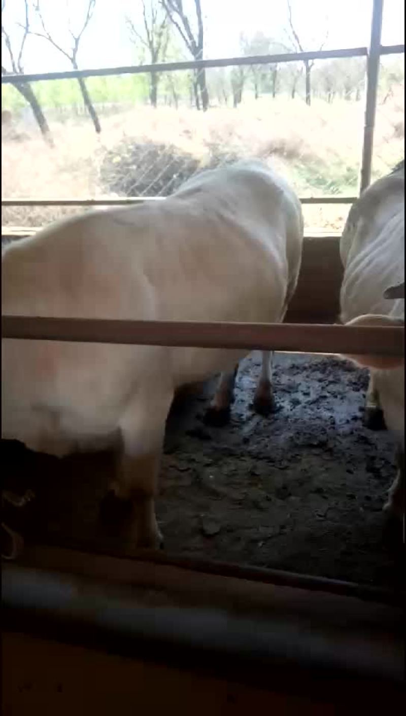 大量出售肉牛育肥母牛小口母牛黑花公牛