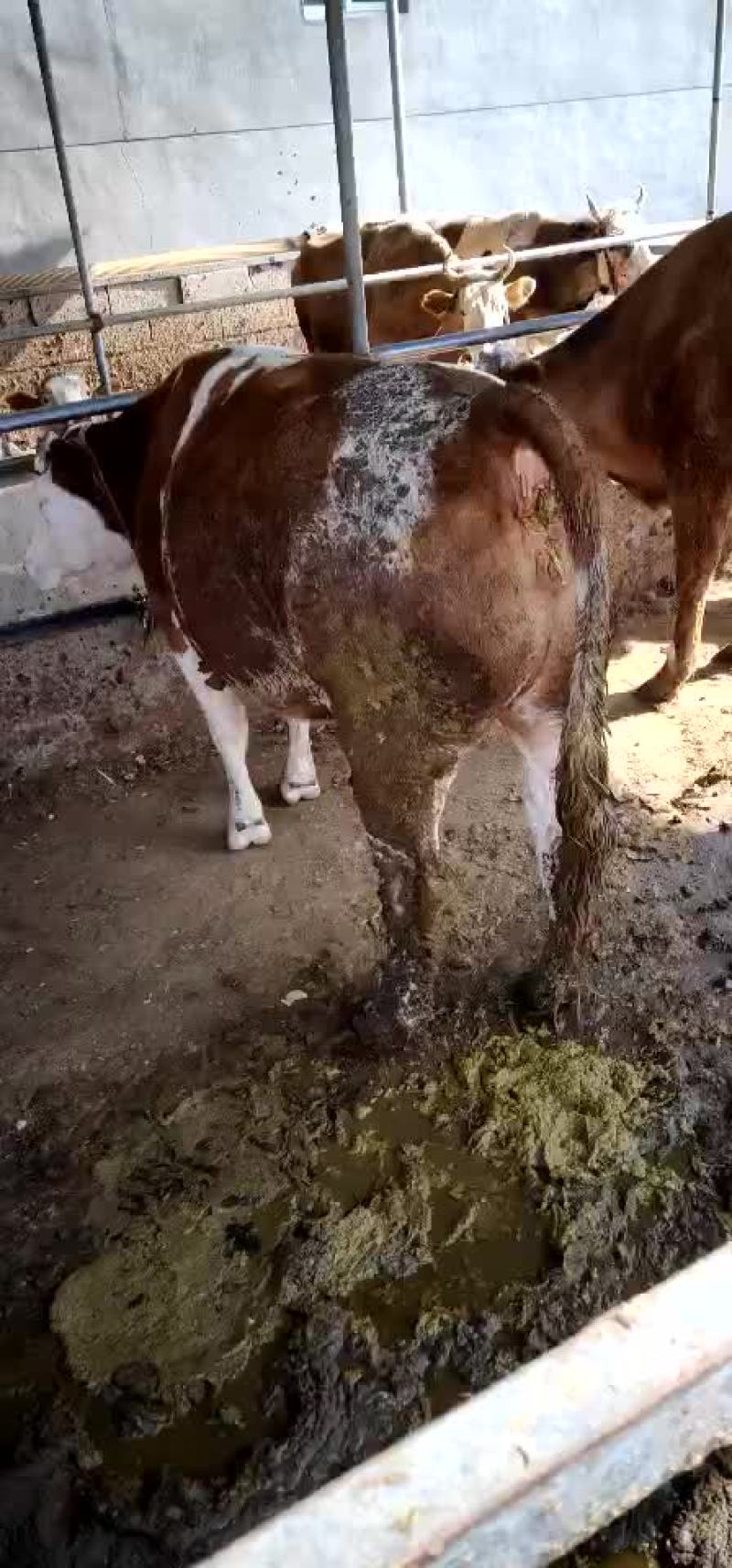 大量出售肉牛育肥母牛小口母牛黑花公牛