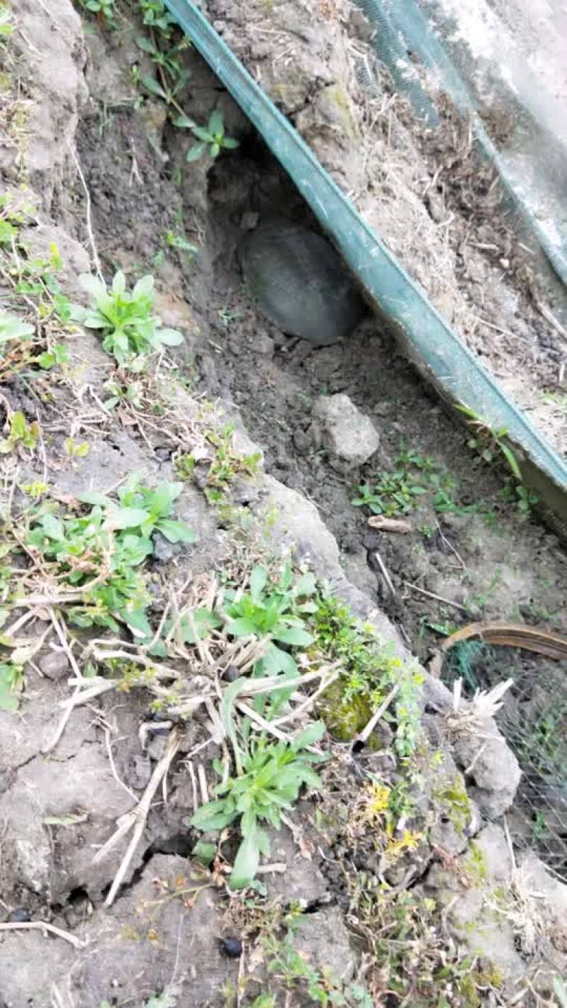 生态甲鱼