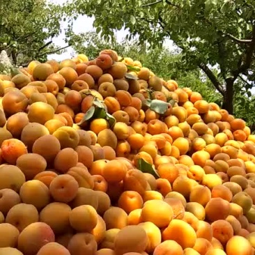 金太阳杏