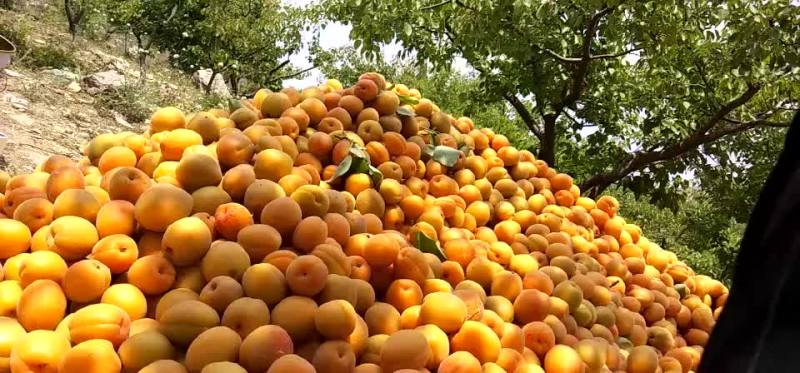 金太阳杏