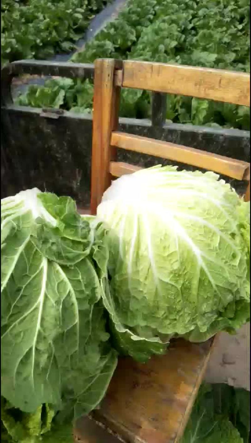 白菜