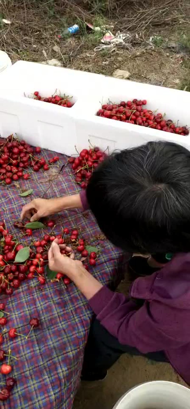 樱桃