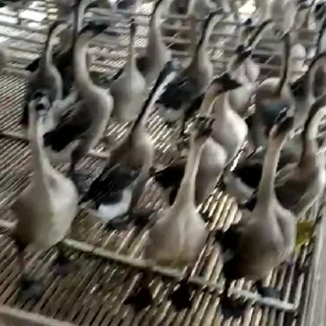 清远黑棕鹅，屠宰场，冷库配套，现杀现送
