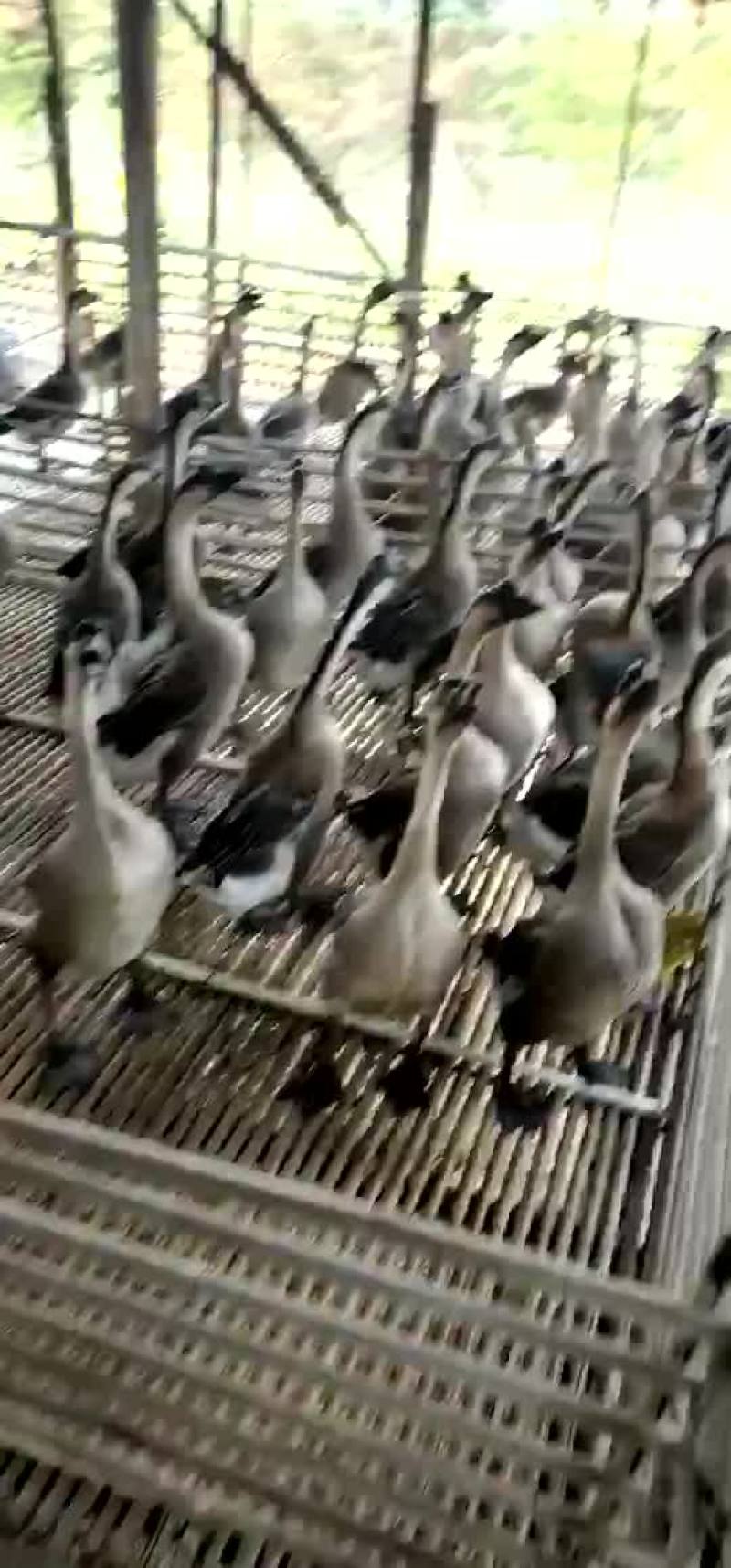 清远黑棕鹅，屠宰场，冷库配套，现杀现送