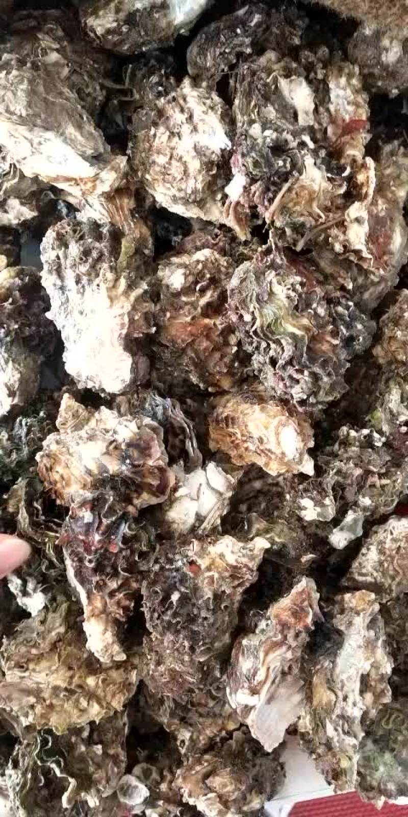 牡蛎