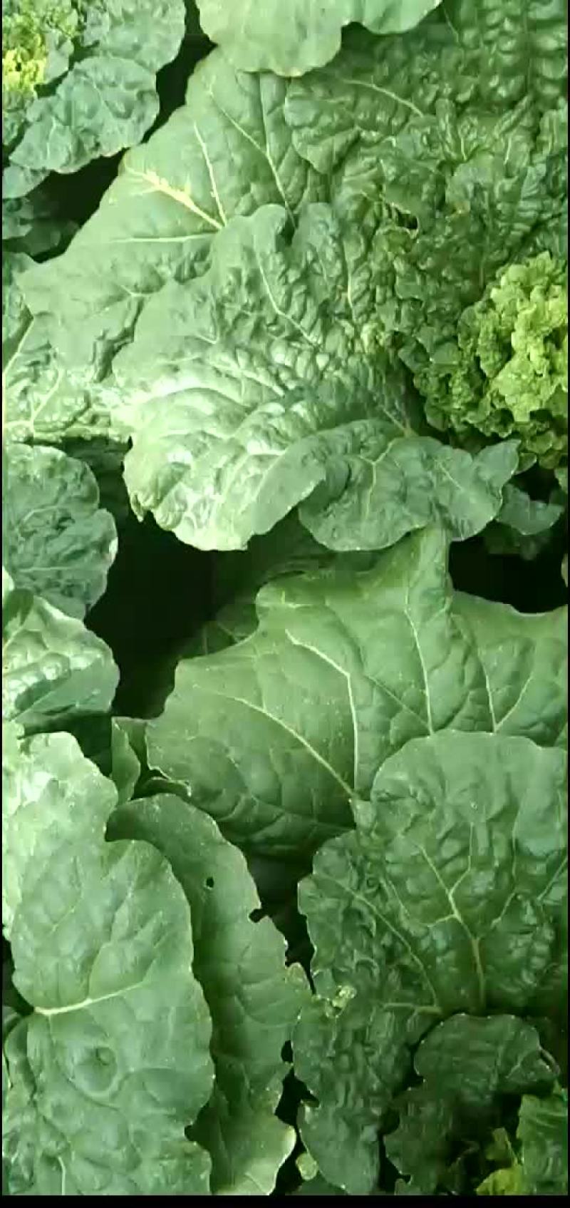 秋绿，大白菜