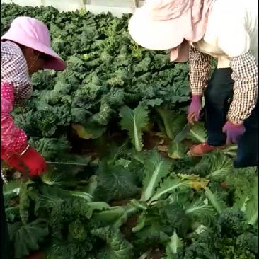 秋绿，大白菜