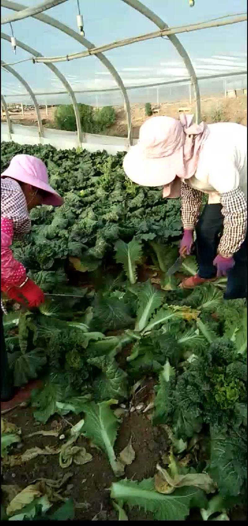 秋绿，大白菜