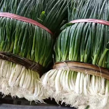 小葱