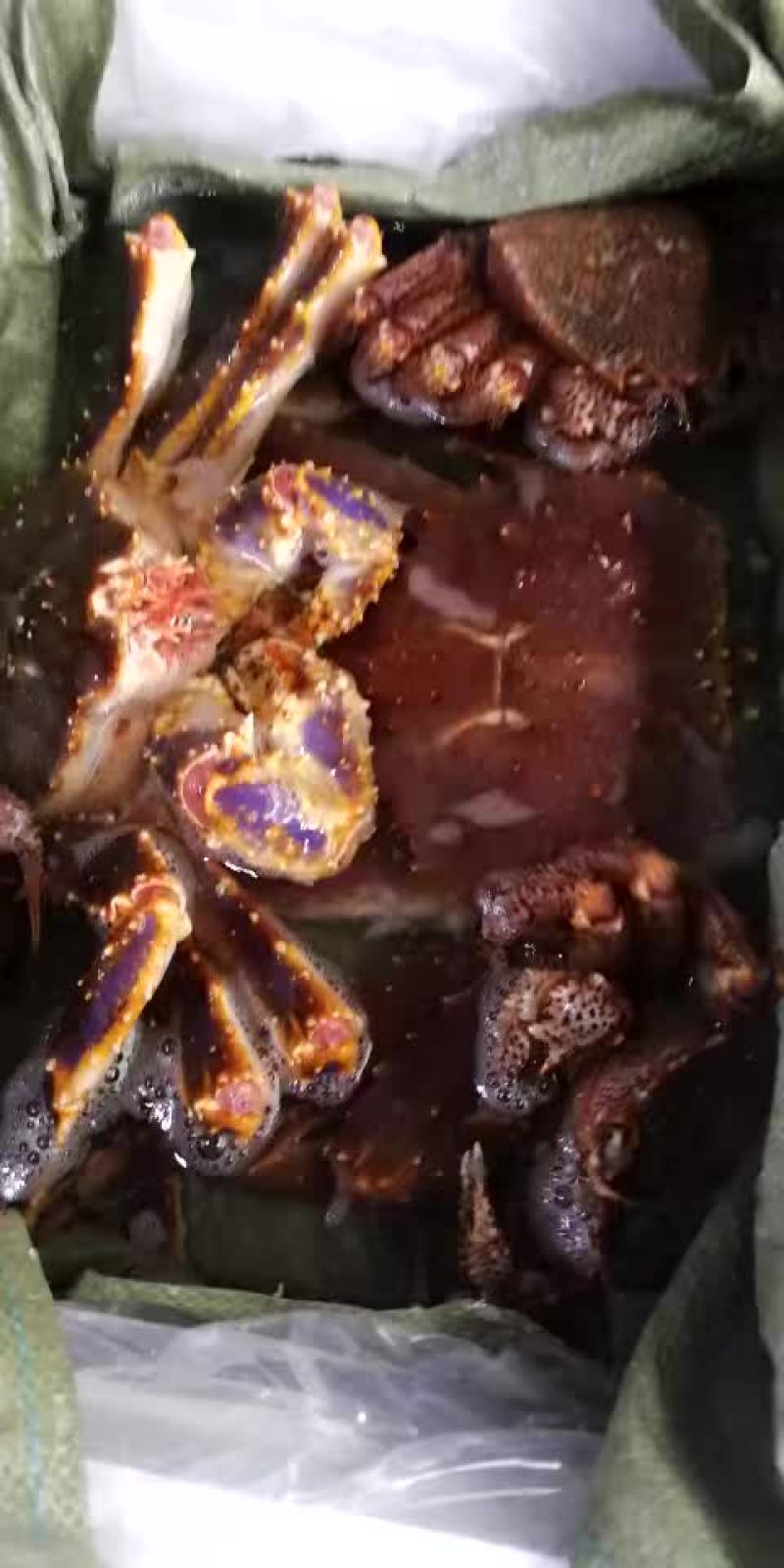 帝王蟹