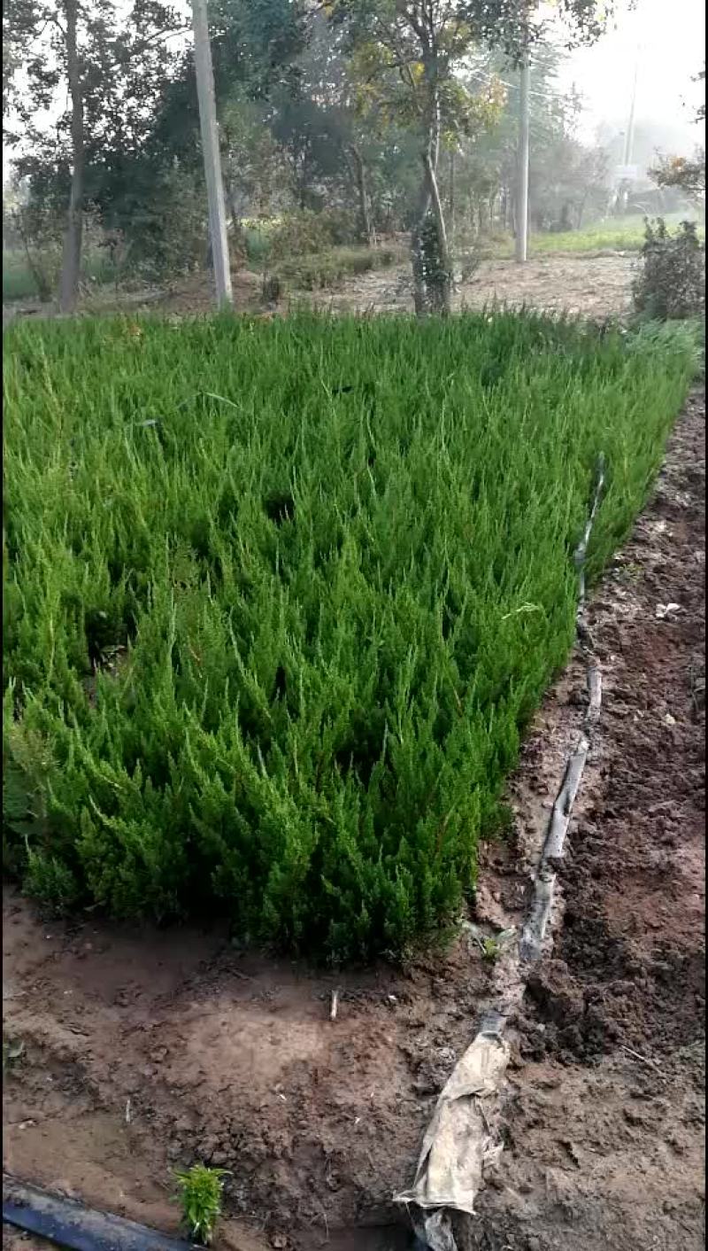 小龙柏