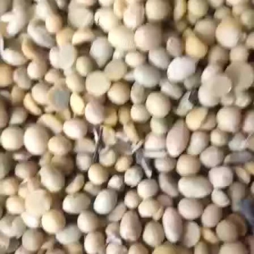 黄豆次豆