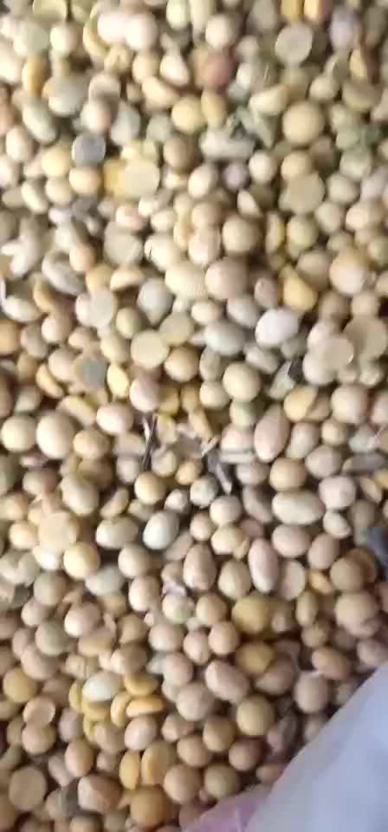 黄豆次豆